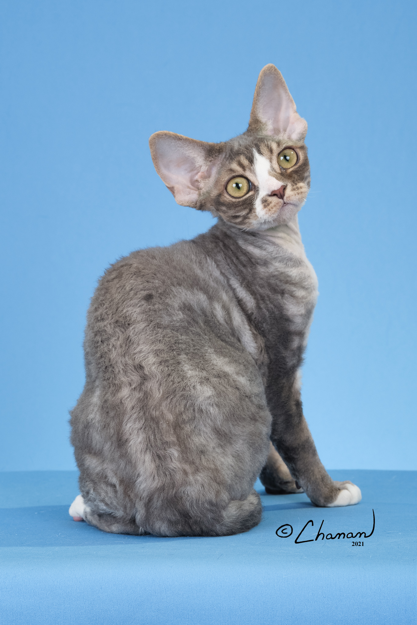  Sand Silk Angelique Devon Rex  female kitten, color  Blue Classic Tabby with White 