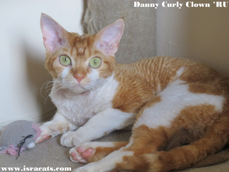 Danny Curly Clown , Devon Rex red blotched tabby bicolor male 