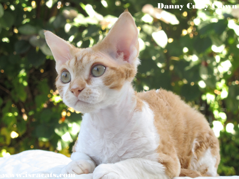 Danny Curly Clown , Devon Rex red blotched tabby bicolor male