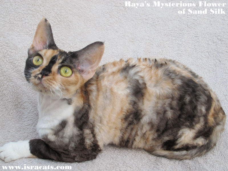 Raya's Mysterious Flower of sand Silk .Female.Devon Rex. Tortie with white (calico)