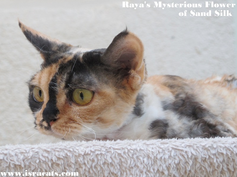   Raya's Mysterious Flower of Sand Silk