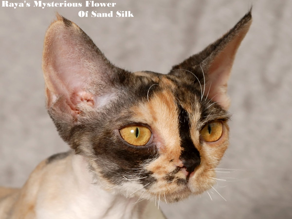 Raya's Mysterious Flower of Sand Silk (Mysti) ,Devon Rex female Cat,Tortie with white (calico)