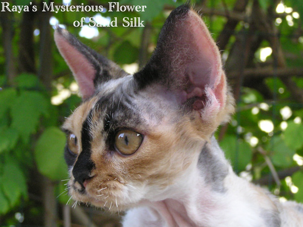 Raya's Mysterious Flower of Sand Silk (Mysti) ,Devon Rex female Cat,Tortie with white (calico)