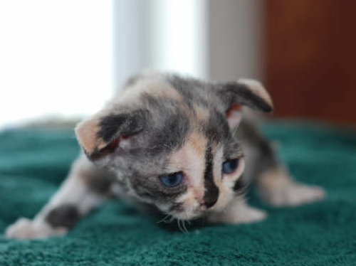 Raya's Mysterious Flower of Sand Silk (Mysti) ,Devon Rex female Cat,Tortie with white (calico)