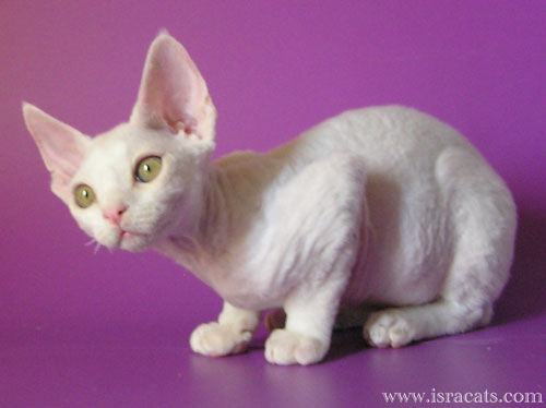 Devon Rex Sand Silk Litter,More information and pictures