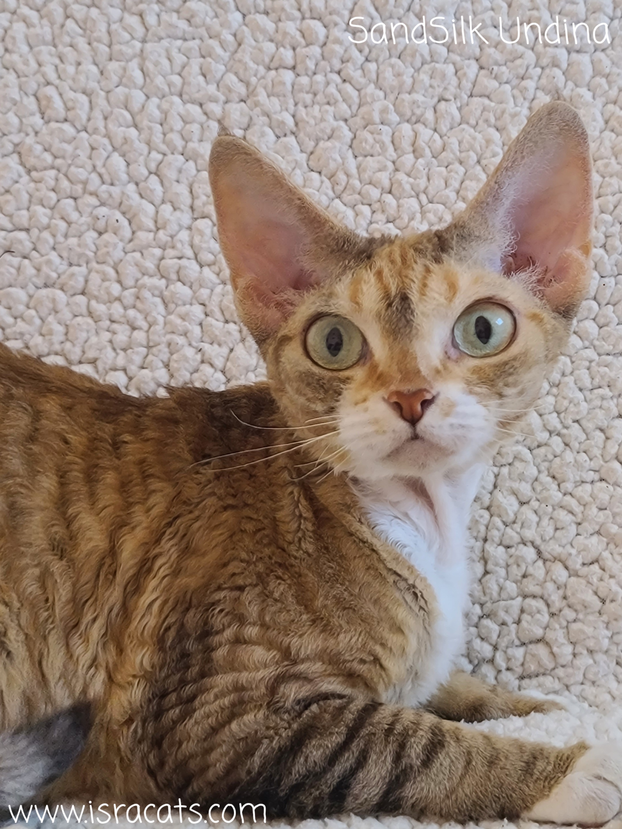  Sand Silk Undina  female devon rex, color chocolate torbie & white  