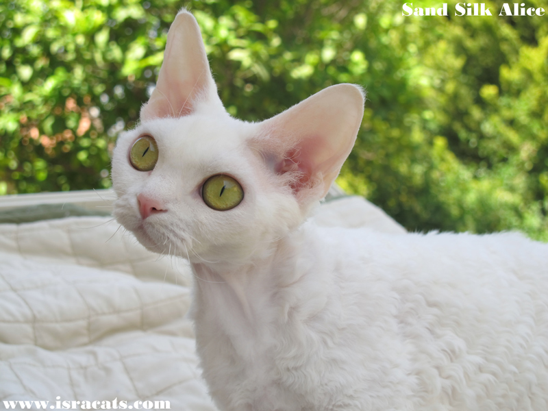  Sand Silk Alice, Devon Rex kitten