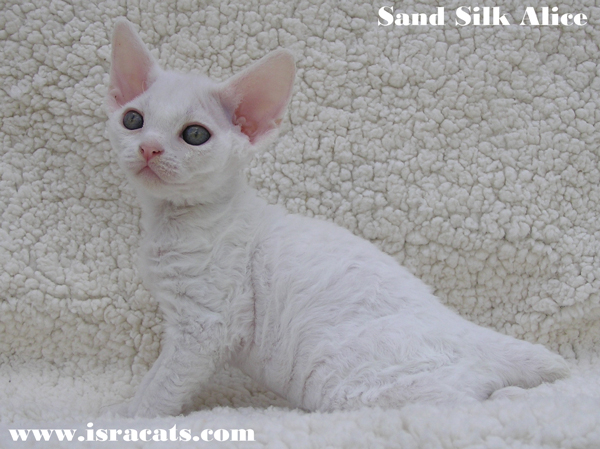 Sand Silk Alice,Devon Rex white  female kitten from israeli cattery Sand Silk 