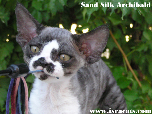Sand Silk Archibald,    ,,     ,  