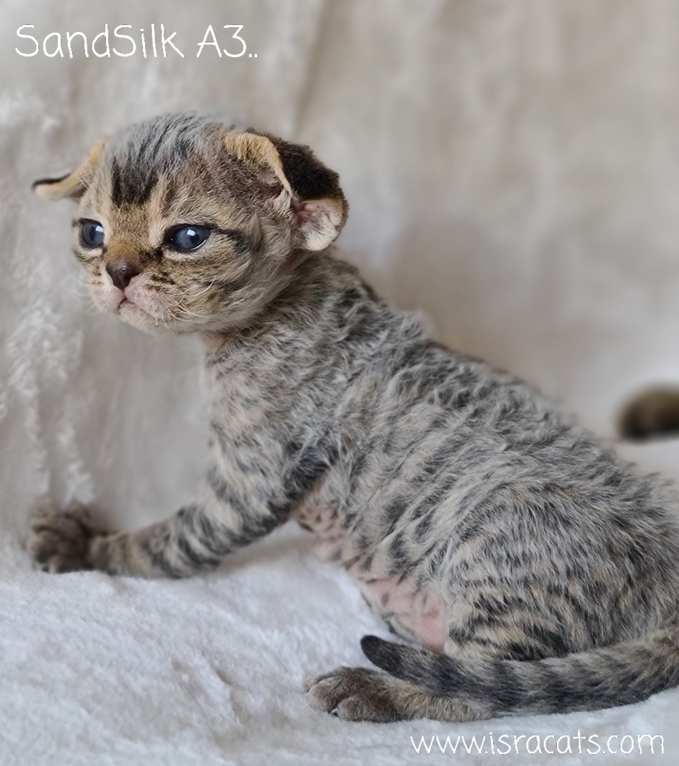  SandSilk Abigail, Devon Rex  female kitten, color brown tabby 