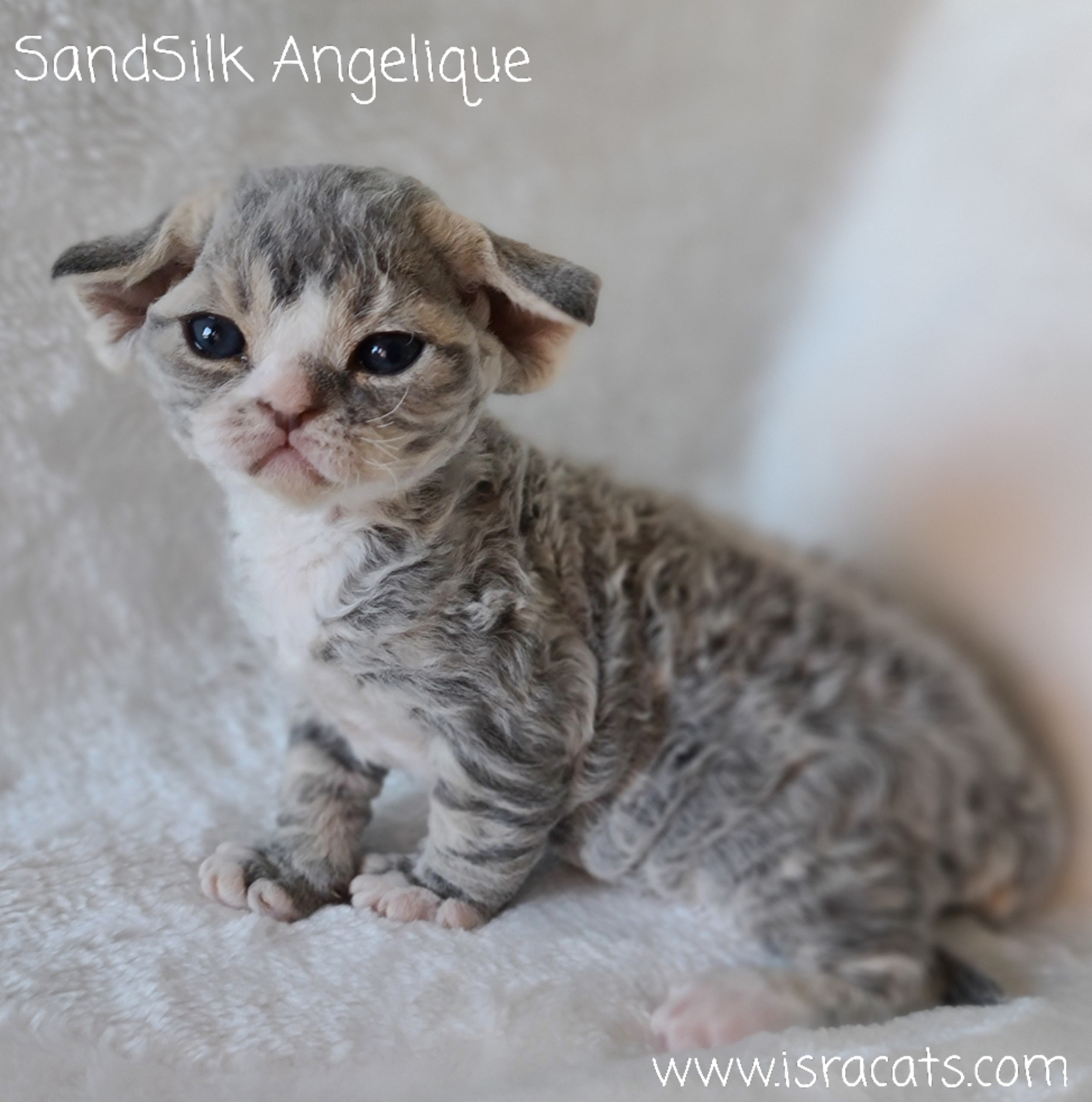  SandSilk Angelique Devon Rex  female kitten blue silver classic tabby & white  