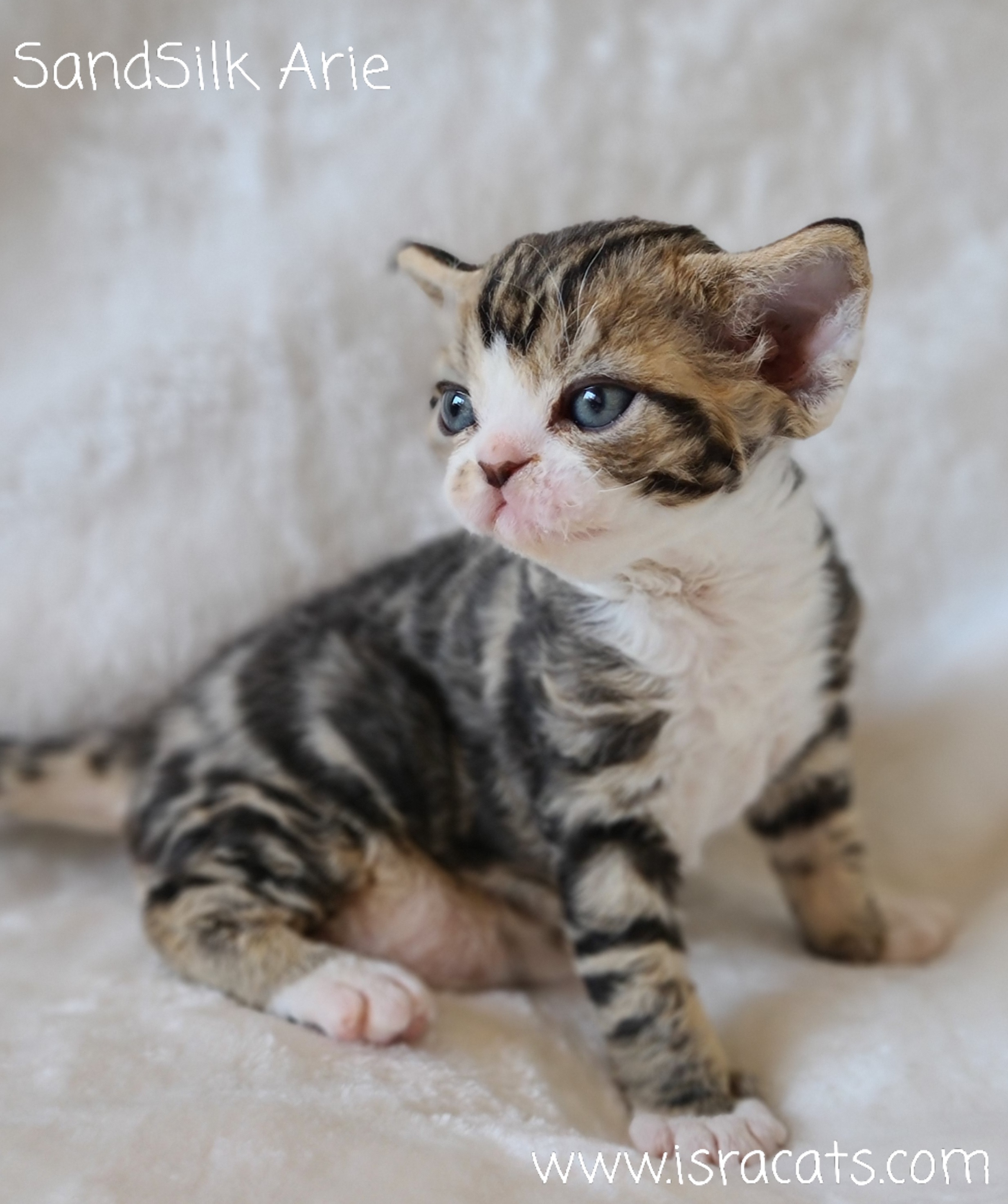 SandSilk Arie,  Devon Rex male brown classic tabby & white kitten