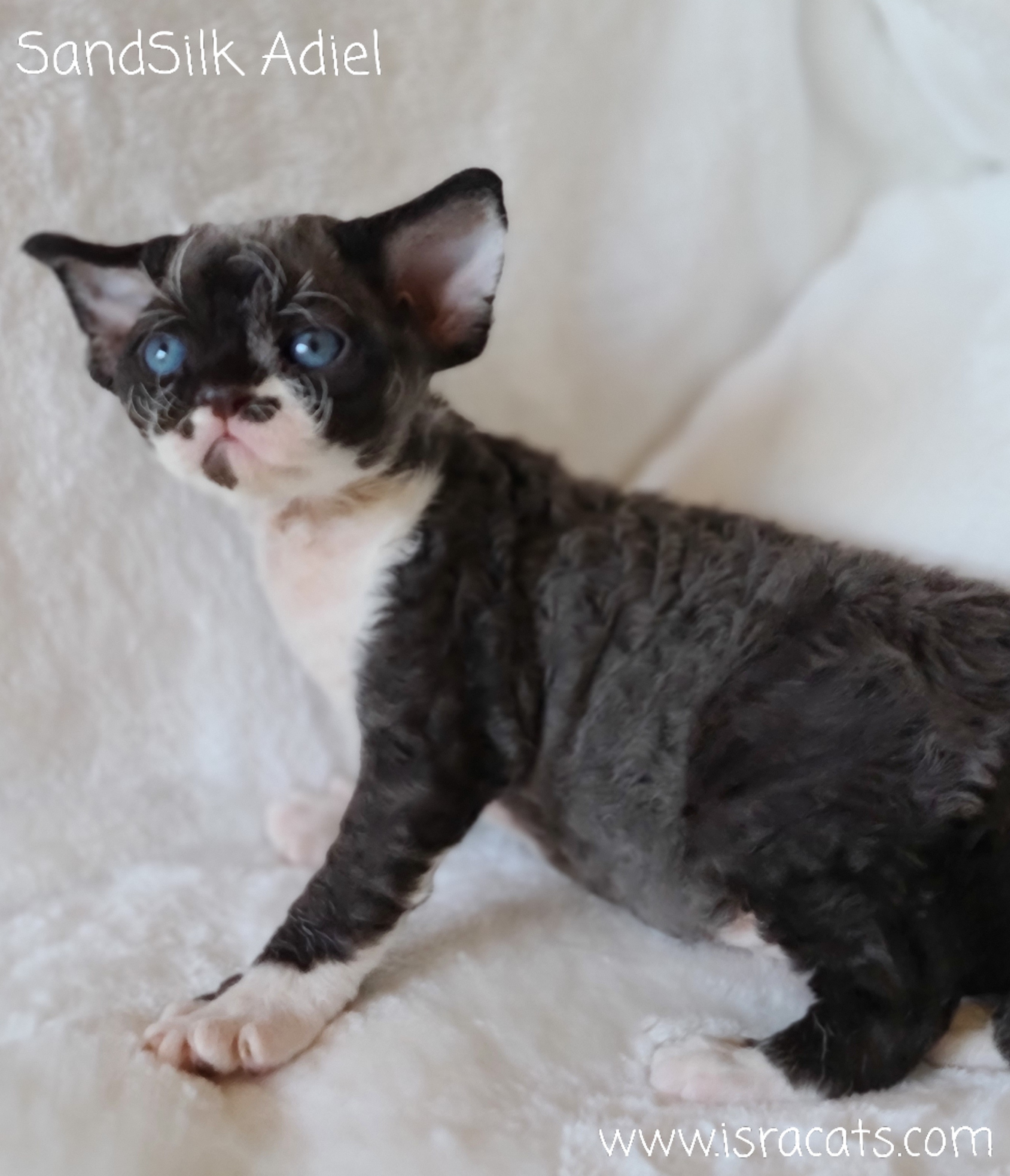  SandSilk Adiel, Devon Rex  male black & white kitten 