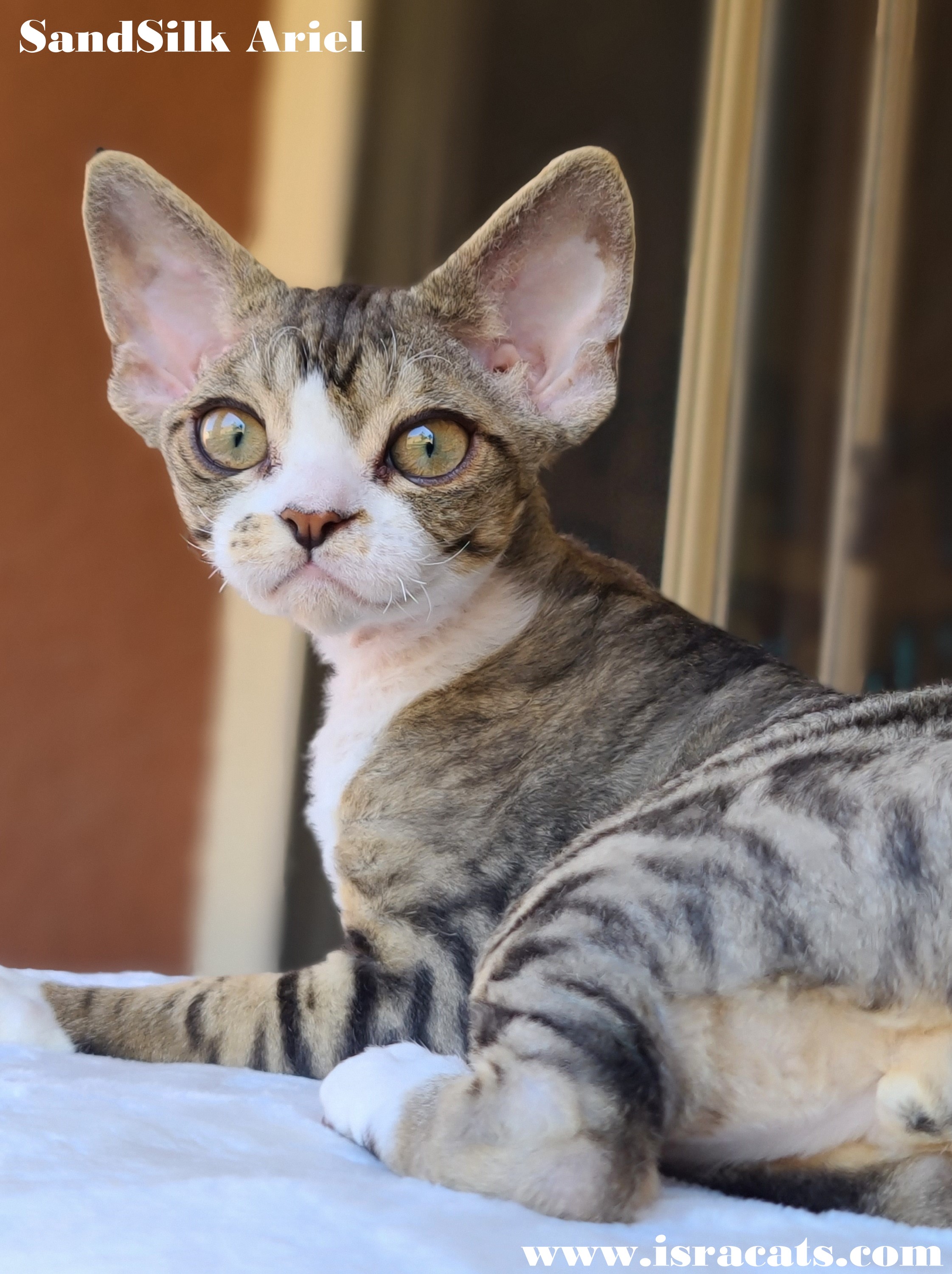  Sand Silk Ariel Devon Rex  male kitten, color  Brown Classic Tabby with White 