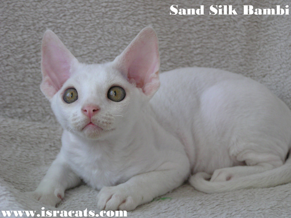  Sand Silk Bambi,Available Devon Rex white male kitten  