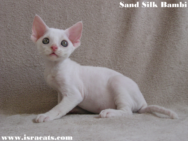 Sand Silk Bambi,Available Devon Rex white male kitten  