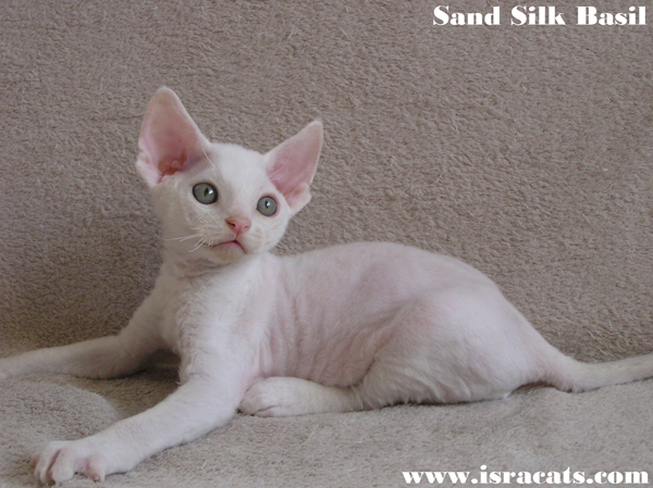  Sand Silk Basil,Available Devon Rex white male kitten  