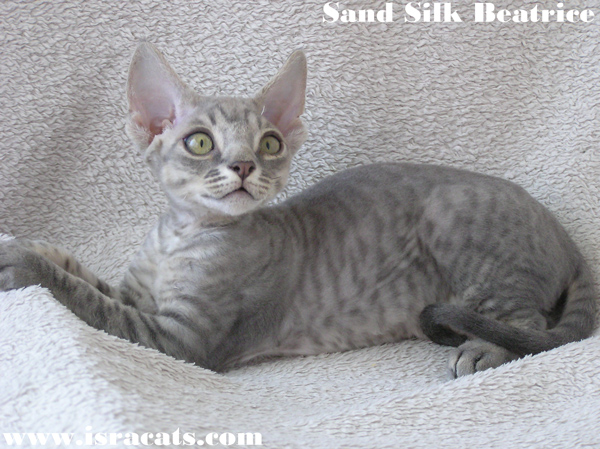  Sand Silk Beatrice       
