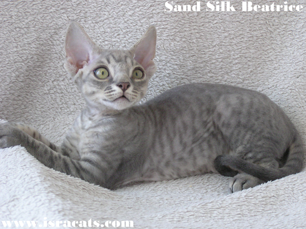  Sand Silk Beatrice,Available Devon Rex  female kitten  