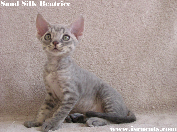  Sand Silk Beatrice,Available Devon Rex  female kitten  