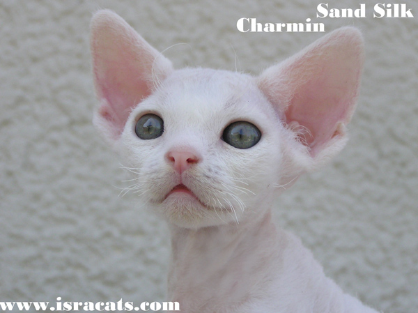 Devon Rex Sand Silk Litter,More information and pictures