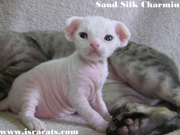  Sand Silk Charmin,Available Devon Rex  male kitten  