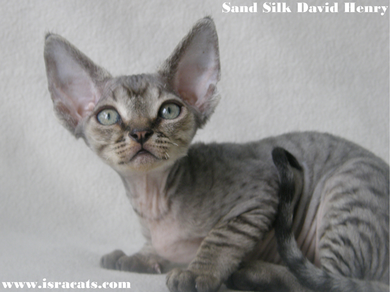 Sand Silk David Henry Devon Rex Male Kitten