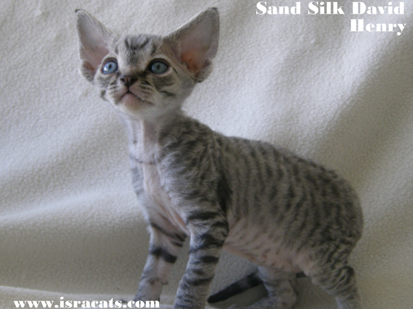 Sand Silk David Henry Devon Rex Male Kitten