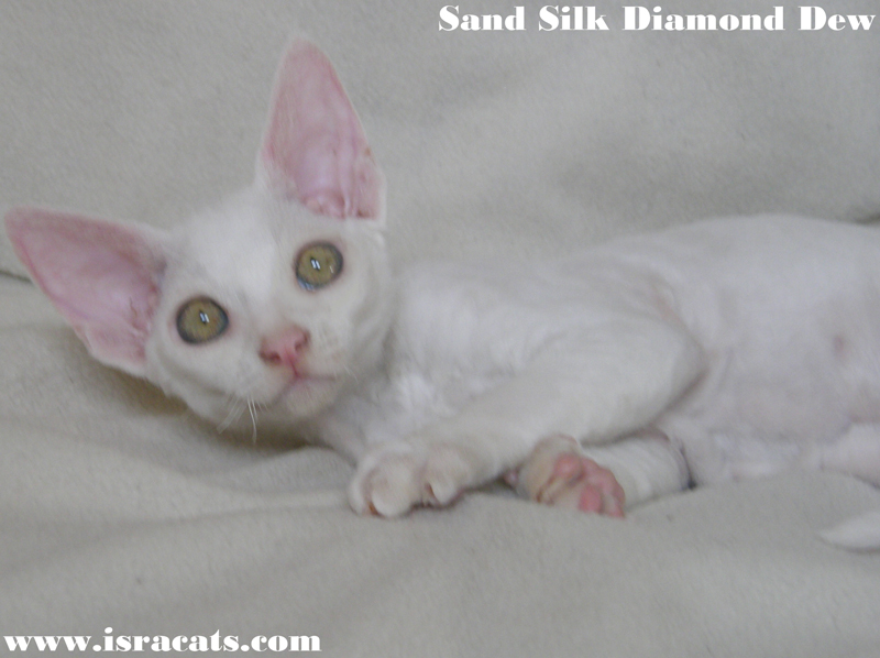  Sand Silk Diamond Dew,    