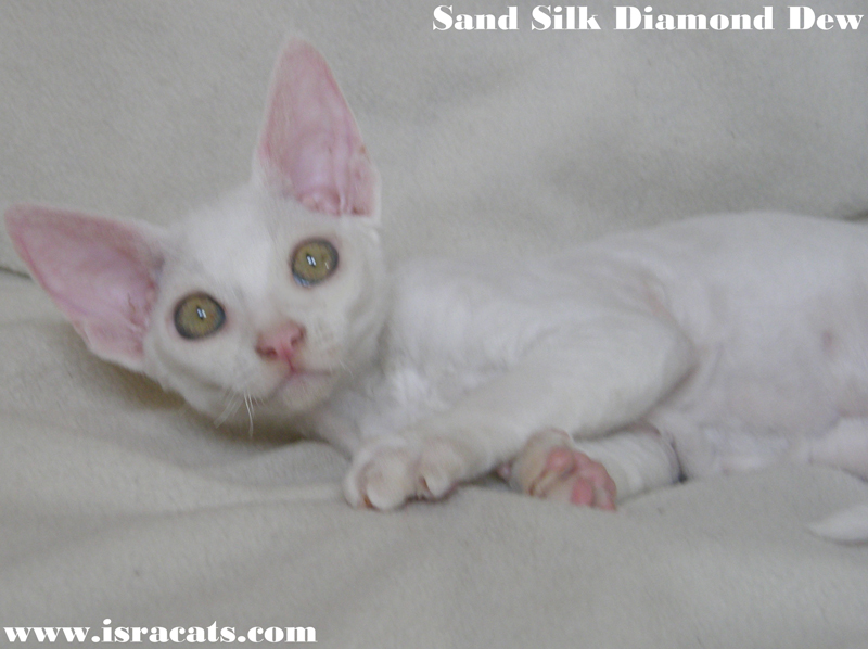 Sand Silk Yoni , Devon Rex male Kitten