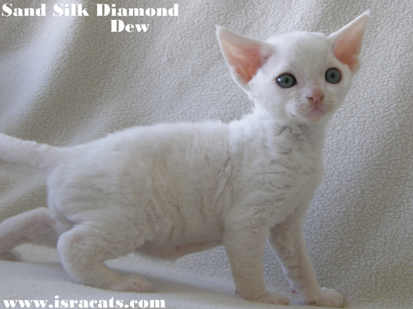 Sand Silk Diamond Dew , Devon Rex male Kitten