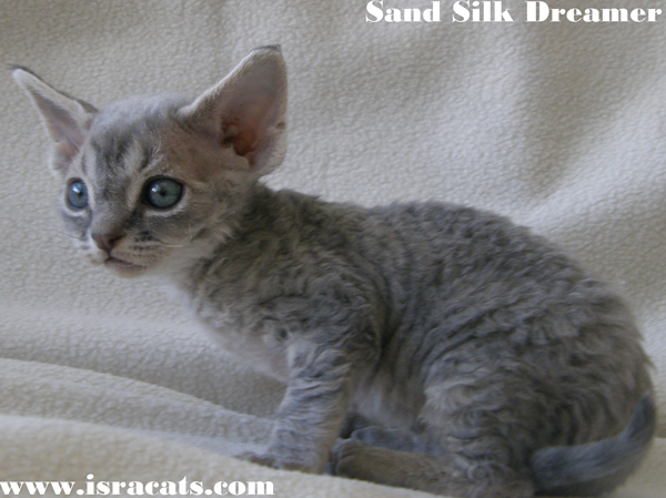 Sand Silk Dreamer , available Devon Rex male Kitten