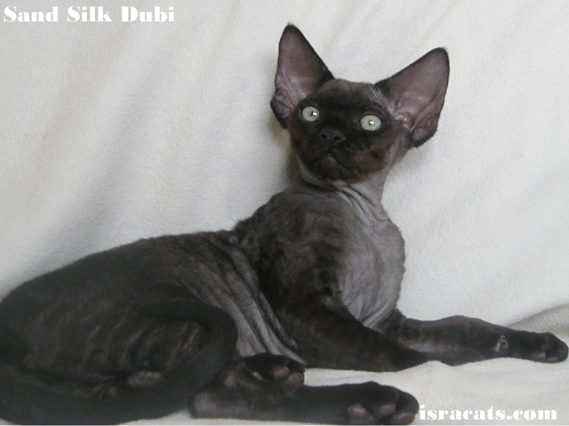 Sand Silk Dubi, Devon Rex male Kitten