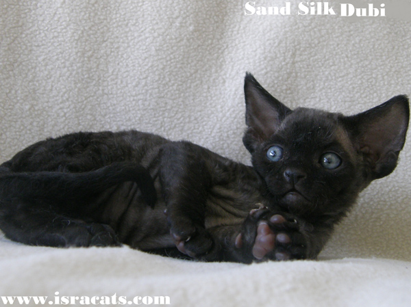 Sand Silk Dubi,available Devon Rex male Kitten