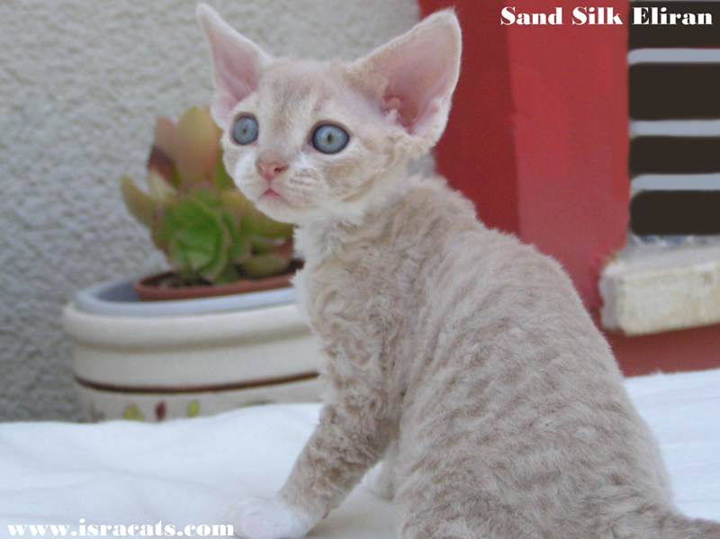 Sand Silk Eliran,    