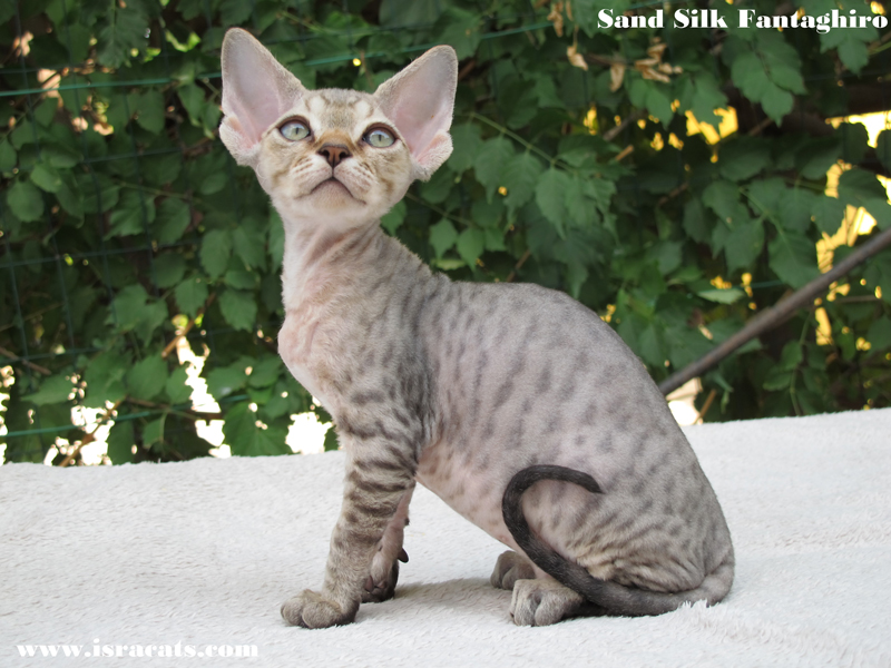 Sand Silk Fantaghiro , Devon Rex female available Kitten