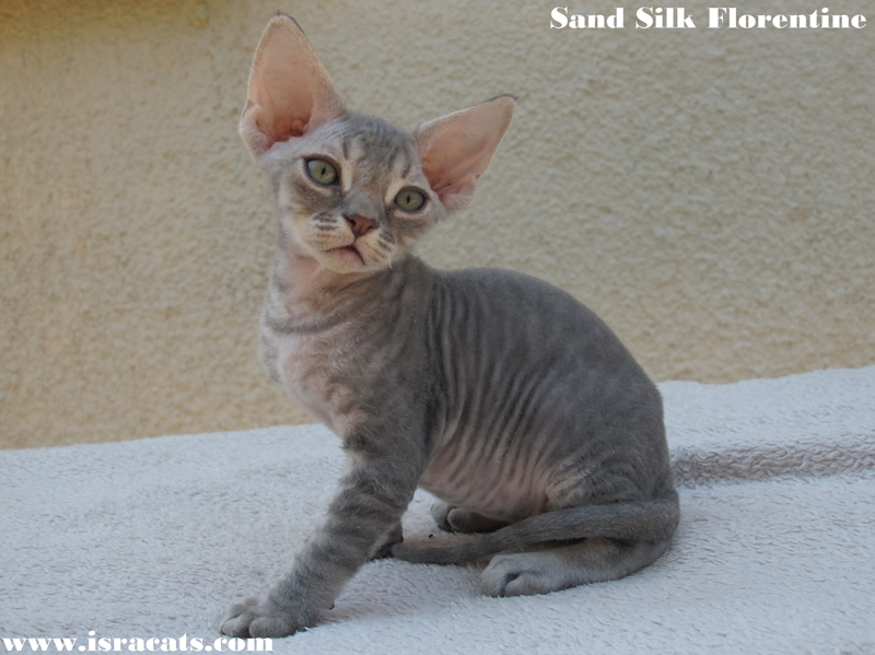 Sand Silk Florentine ,available Devon Rex male Kitten
