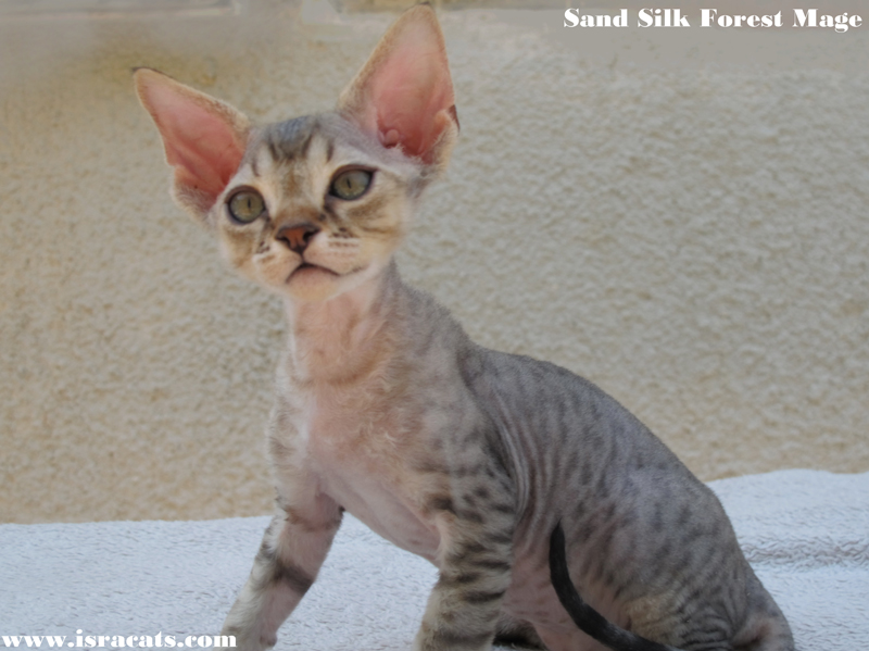 Sand Silk Forest ,available  Devon Rex male Kitten