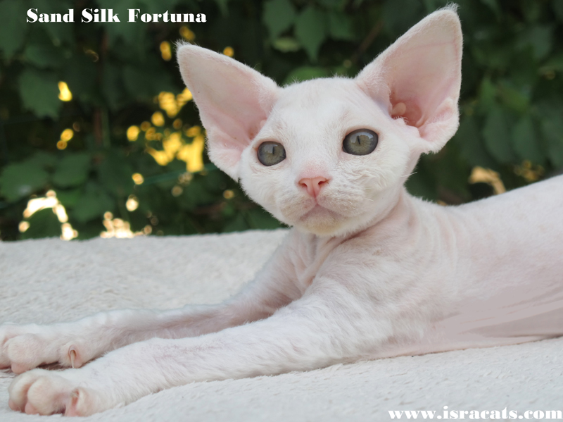 Sand Silk Fortuna, Devon Rex female available kitten