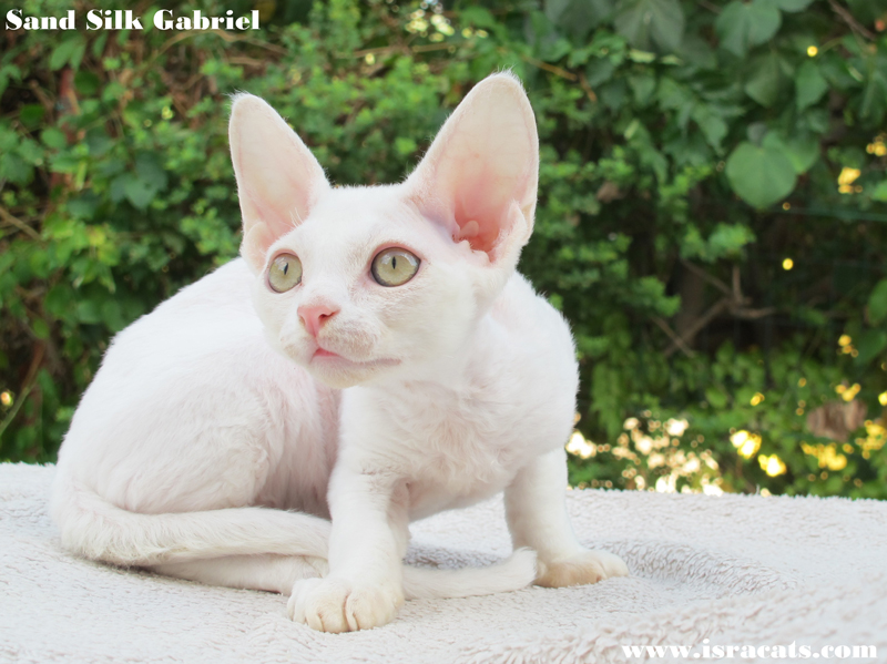 Sand Silk Gabriel, available Devon Rex male Kitten