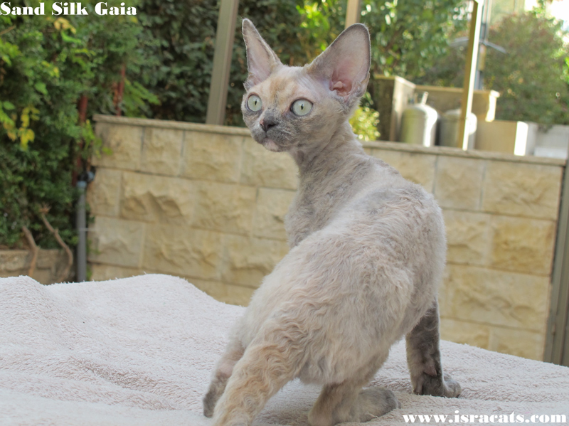  Sand Silk Gaia, Devon Rex female,blue tortie