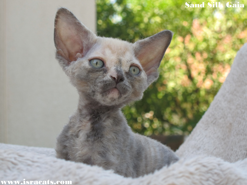 Sand Silk Gaia , available Devon Rex female Kitten