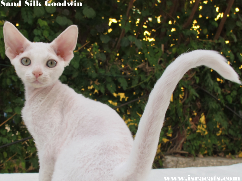 Sand Silk Goodwin ,available Devon Rex male Kitten