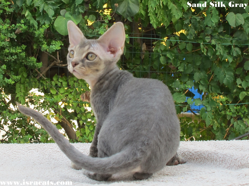 Sand Silk Gray available Devon Rex Male Kitten