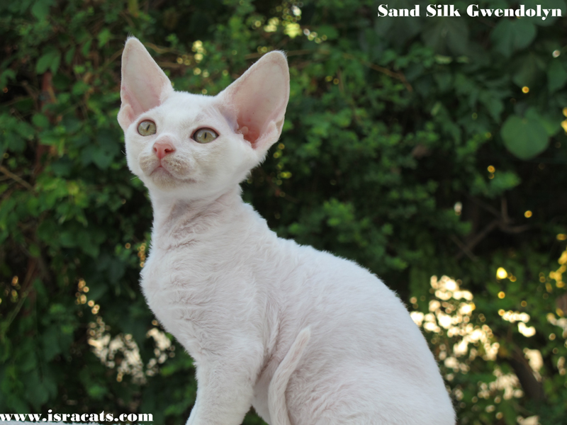 Sand Silk Gwendolyn , available Devon Rex female Kitten