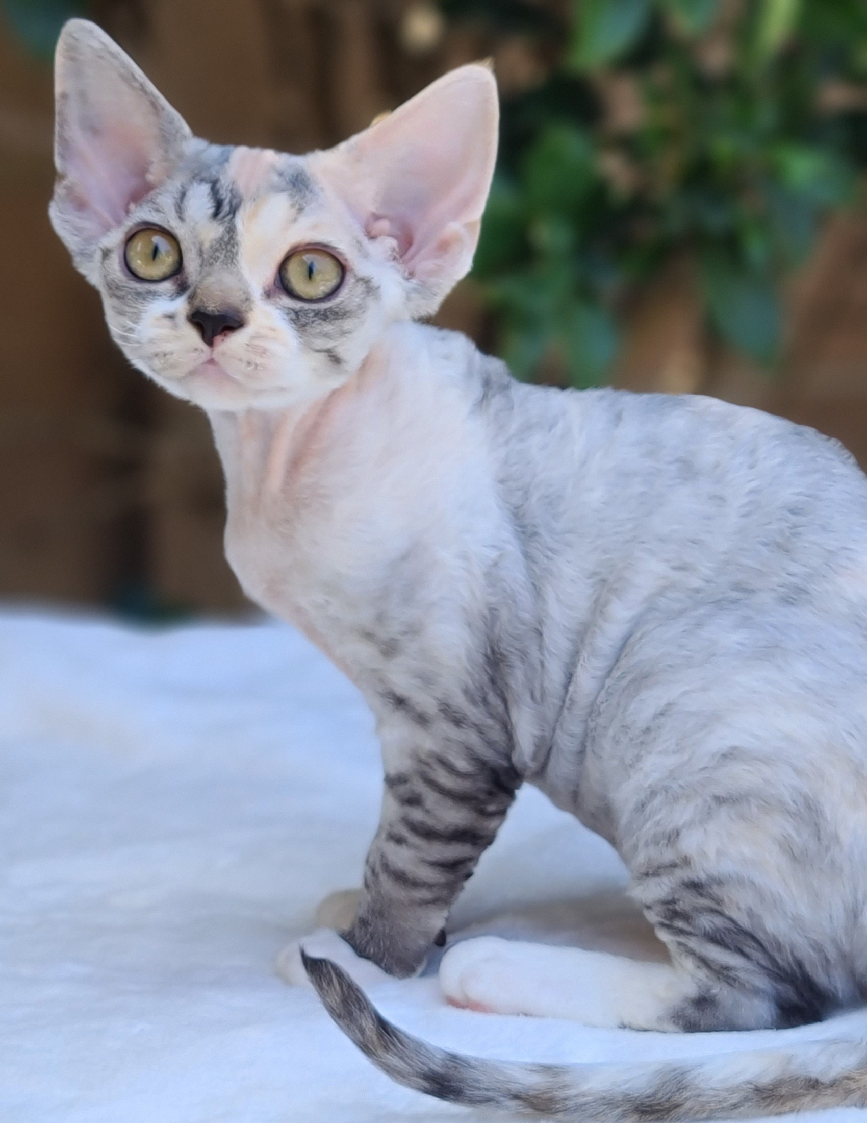 SandSilk Gabriella Silver Torbie & white kitten