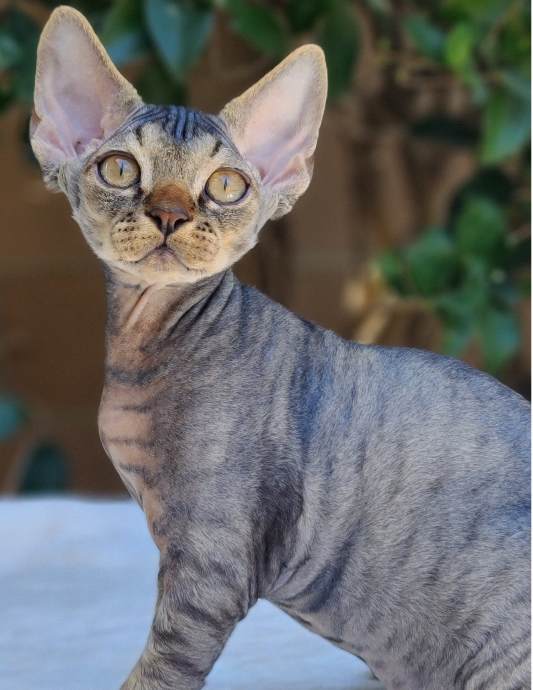  SandSilk Gaspar, Devon Rex  male kitten, color brown tabby 