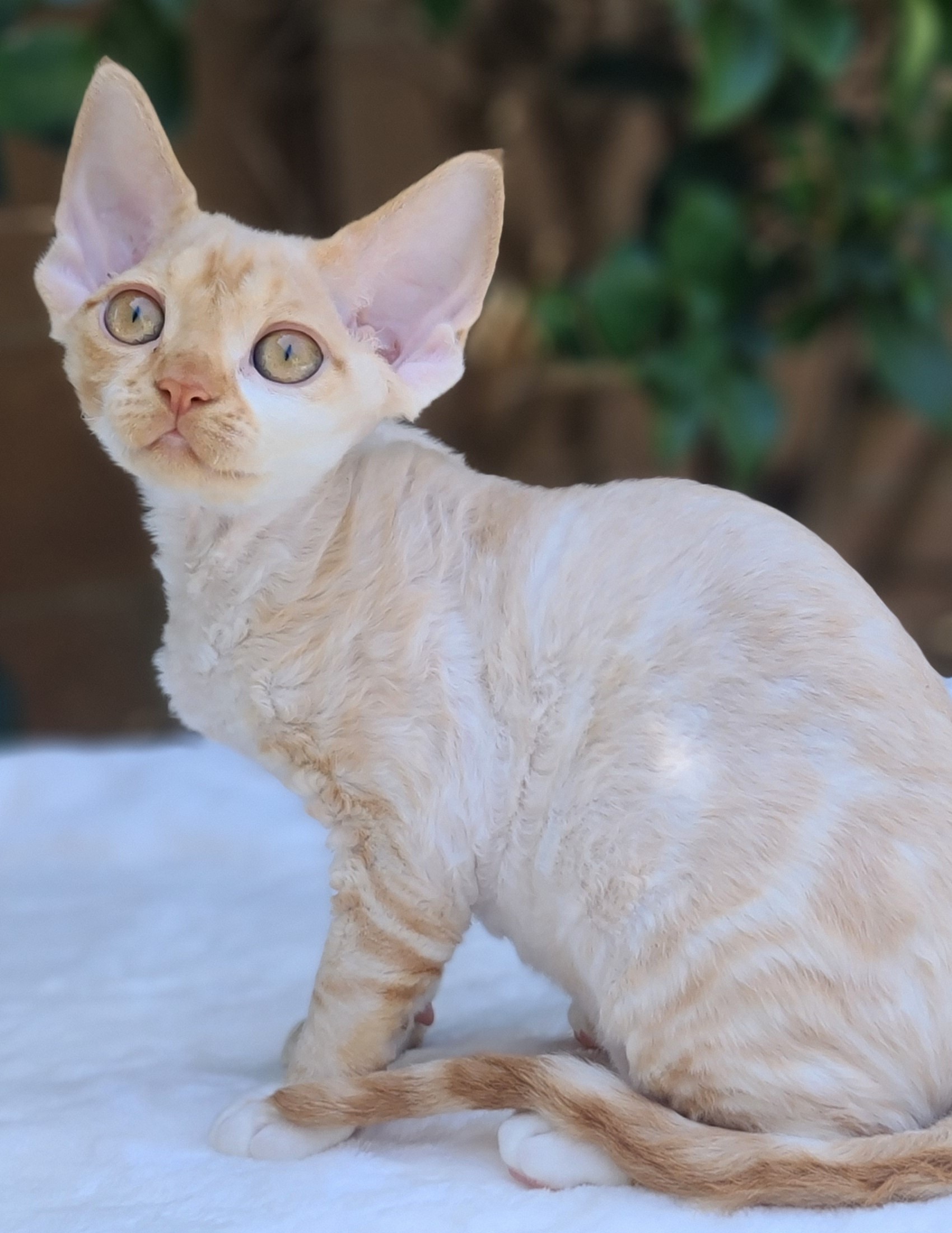  SandSilk Gina Devon Rex  female kitten red silver classic tabby & white  