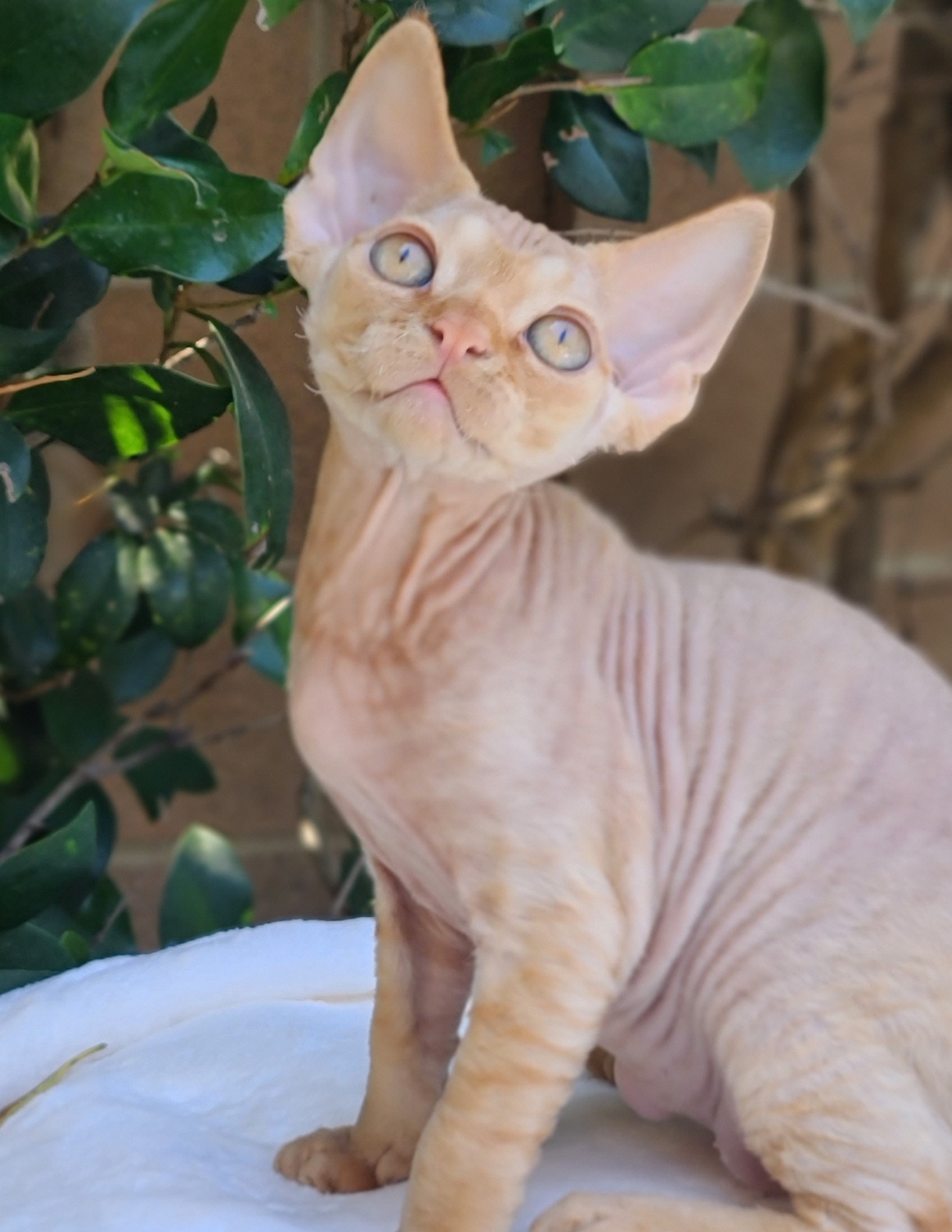  SandSilk Ginger, Devon Rex  male kitten, color red tabby 