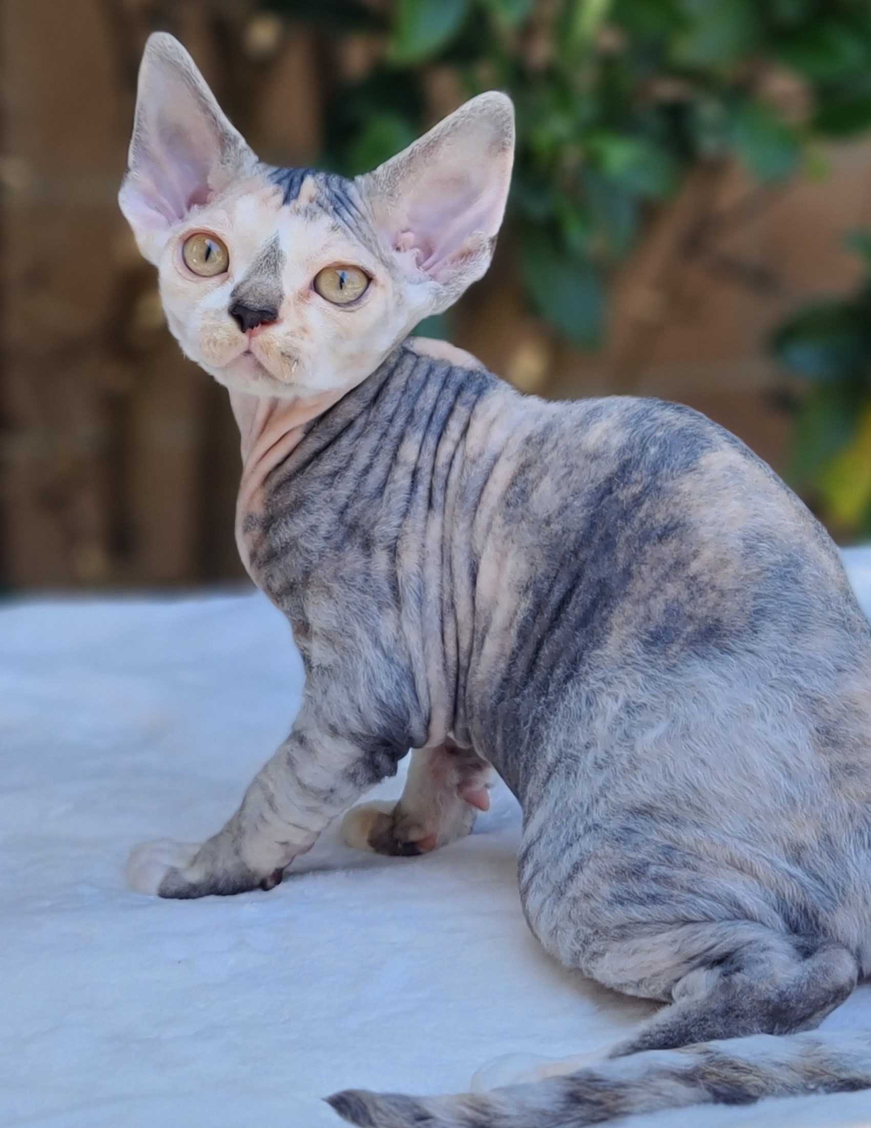  SandSilk Gracelynn, Devon Rex   Silver Torbie & White   kitten 